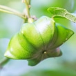プルケネチアボルビリス種子油