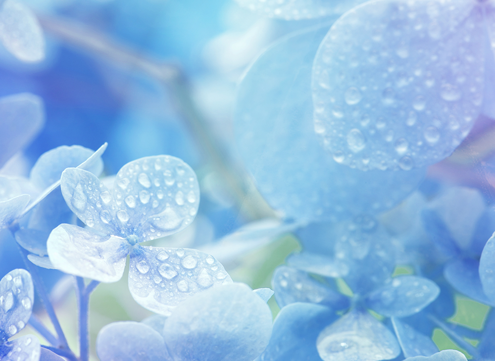 梅雨時におすすめ！先端まで手をかけて夏を迎えよう