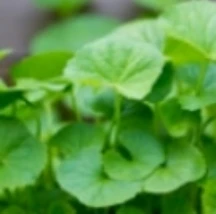 ツボクサエキス