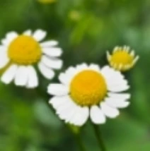 カミツレ花エキス