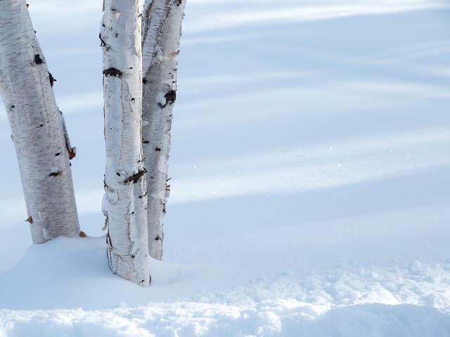 なぜ2月は肌が乾燥しやすいの？