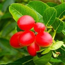 クコ種子油