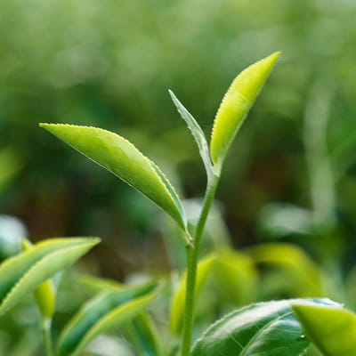 国産緑茶