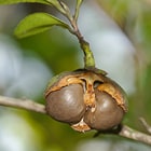 茶の実油