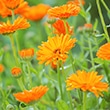 カレンデュラ（トウキンセンカ花エキス）