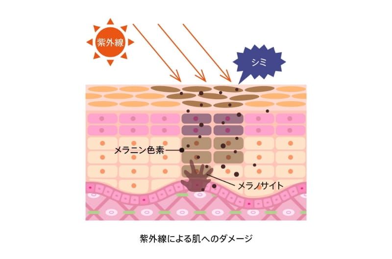 紫外線による肌へのダメージ図
